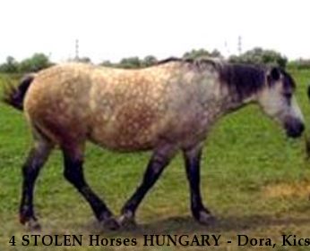 4 STOLEN Horses HUNGARY - Dora, Kicsi, Kis Vihar, Ingrid Near Kunszentmiklos , Bcs-Kiskun, 6094